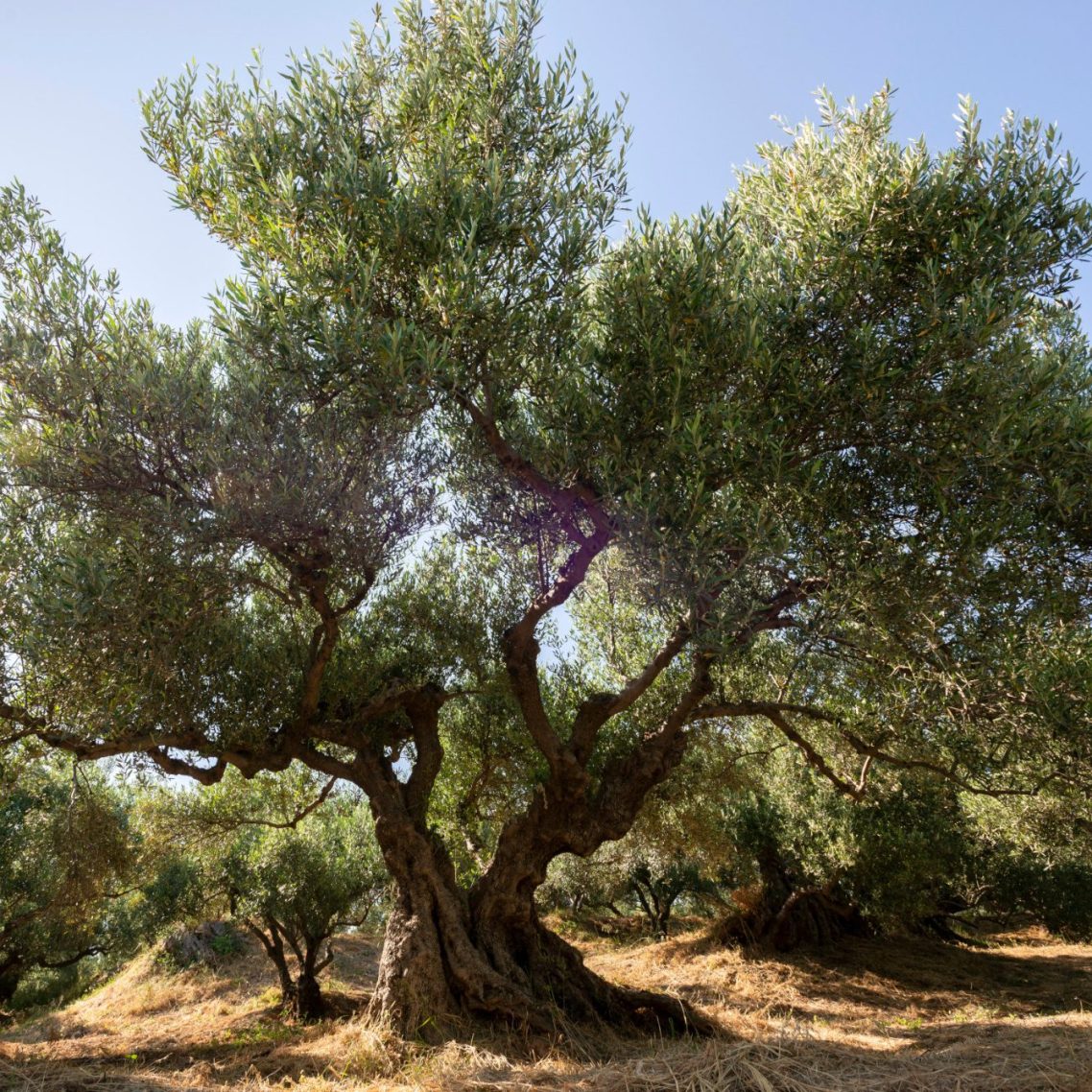 Ege güneşinin altında parlayan, kalın gövdeli ve geniş dallı asırlık bir zeytin ağacı. Zeytinlikuyu bölgesinin karakteristik doğasını yansıt